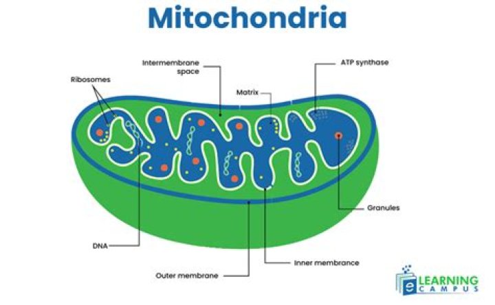 Do plant cells have mitochondria?