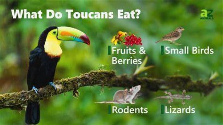 Do toucans eat baby birds?