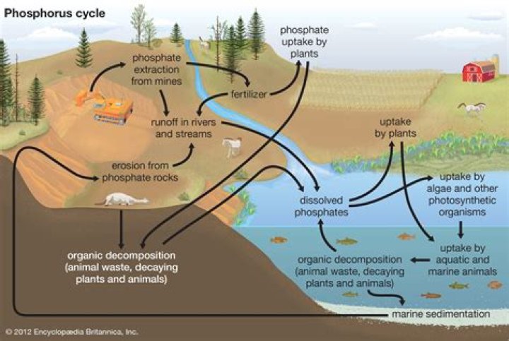 Does dry rock leach phosphates?