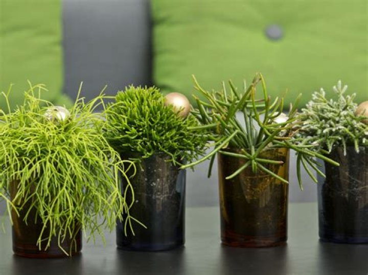 Does rhipsalis need full sun?