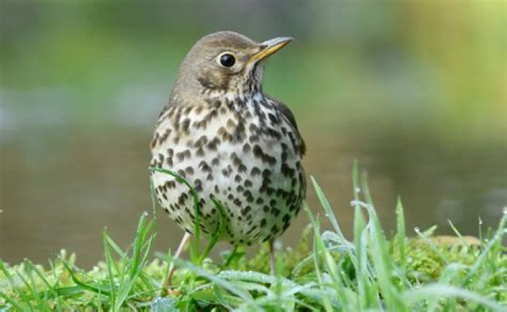 Does the song thrush migrate?