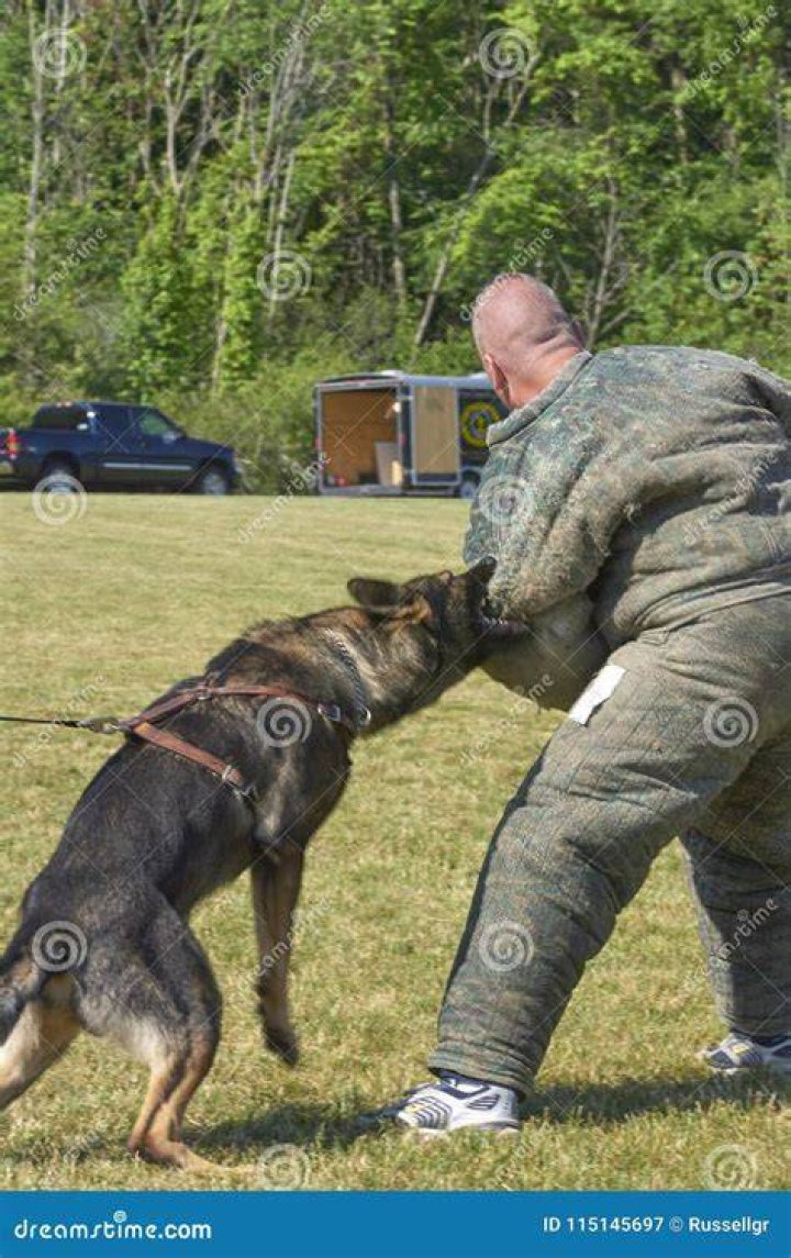 How are police dogs trained to attack?