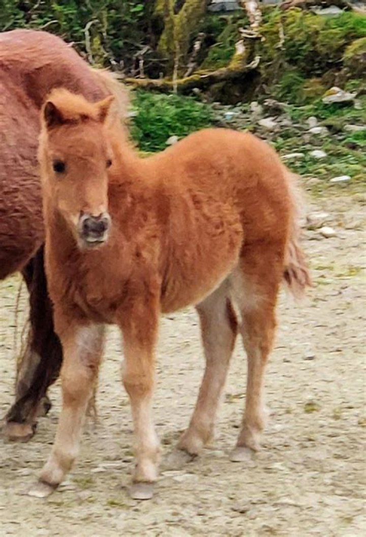 How big are Kerry Bog ponies?