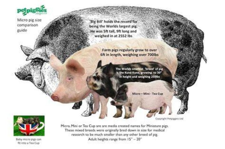 How big do Nano pigs get?
