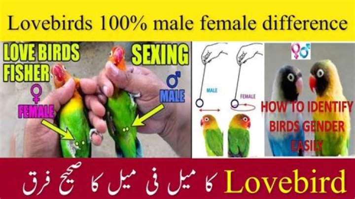 How can you identify a lovebird Personata?