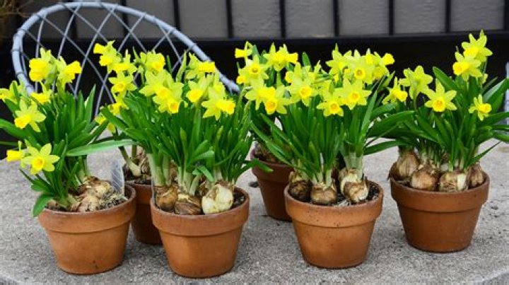 How deep should you plant daffodils?