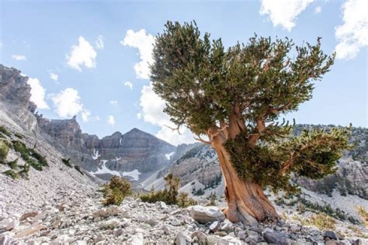 How do bristlecone pines survive?
