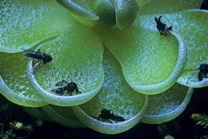 How do Butterworts catch their prey?