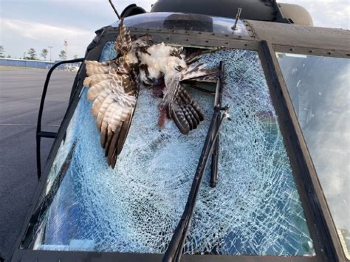How do I report a bird strike?