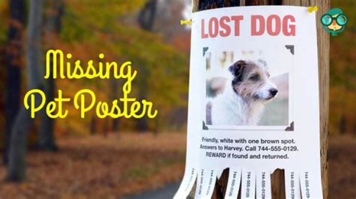 How do I write a lost dog poster?