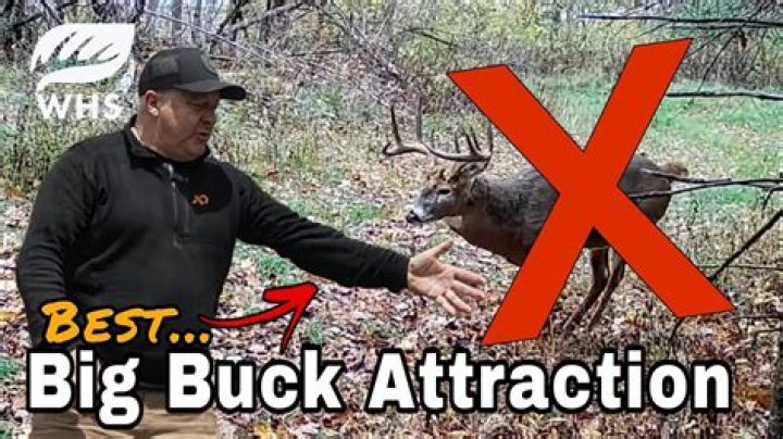 How do you attract bucks in late October?