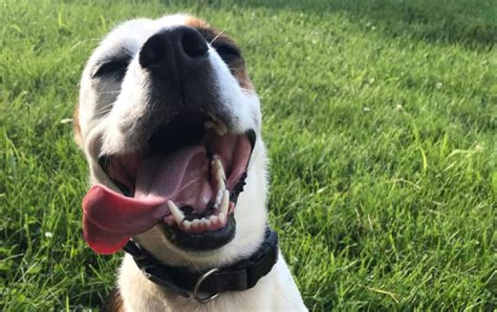 How do you calm down an over excited dog?