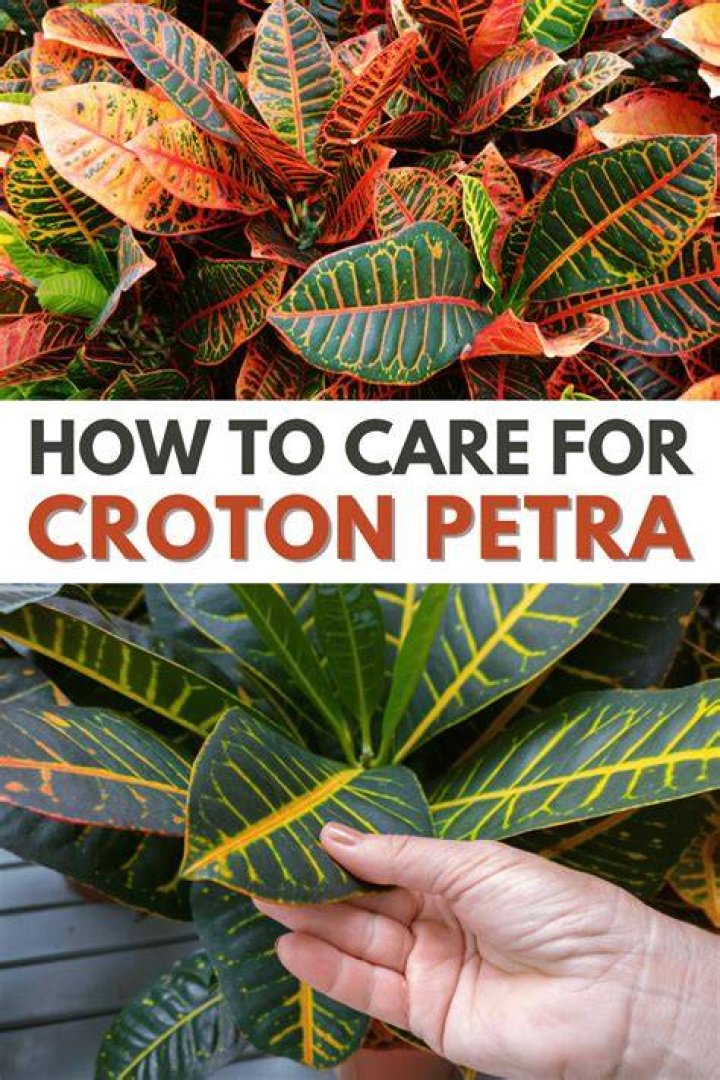 How do you care for a croton Petra?