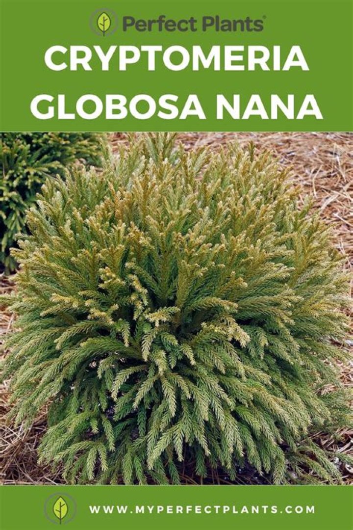How do you care for Cryptomeria japonica Globosa Nana?
