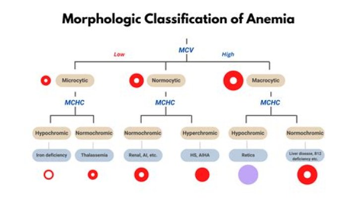 How do you differentiate anemia?