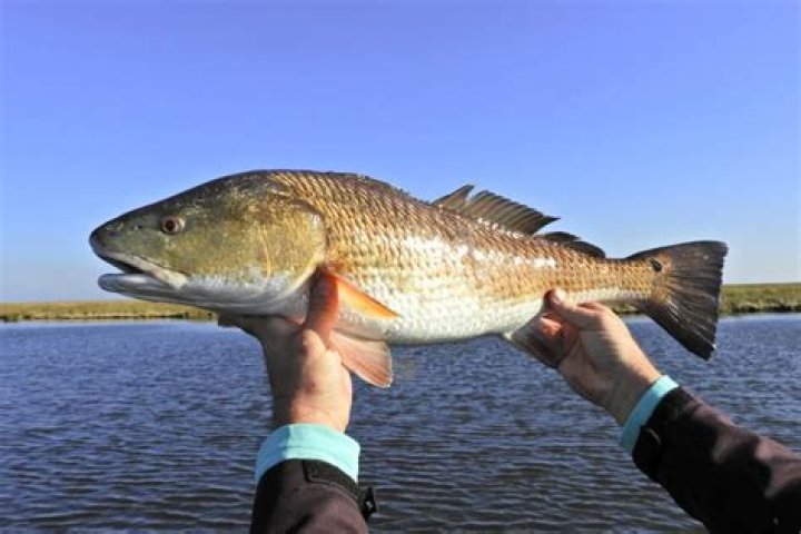How do you fish for redfish in Texas?