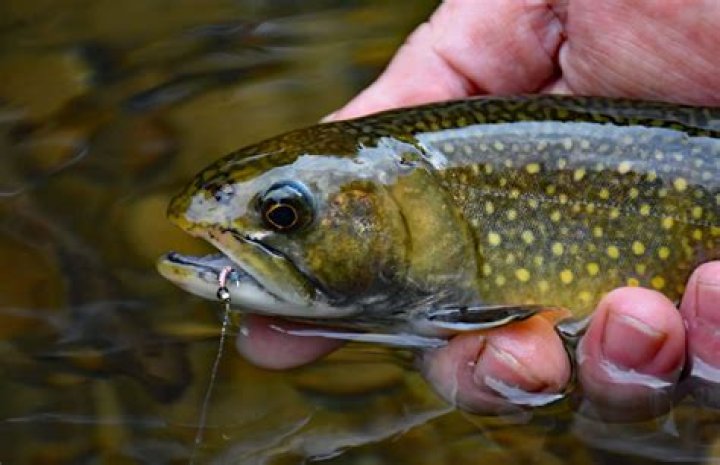 How do you fish midge emergers?