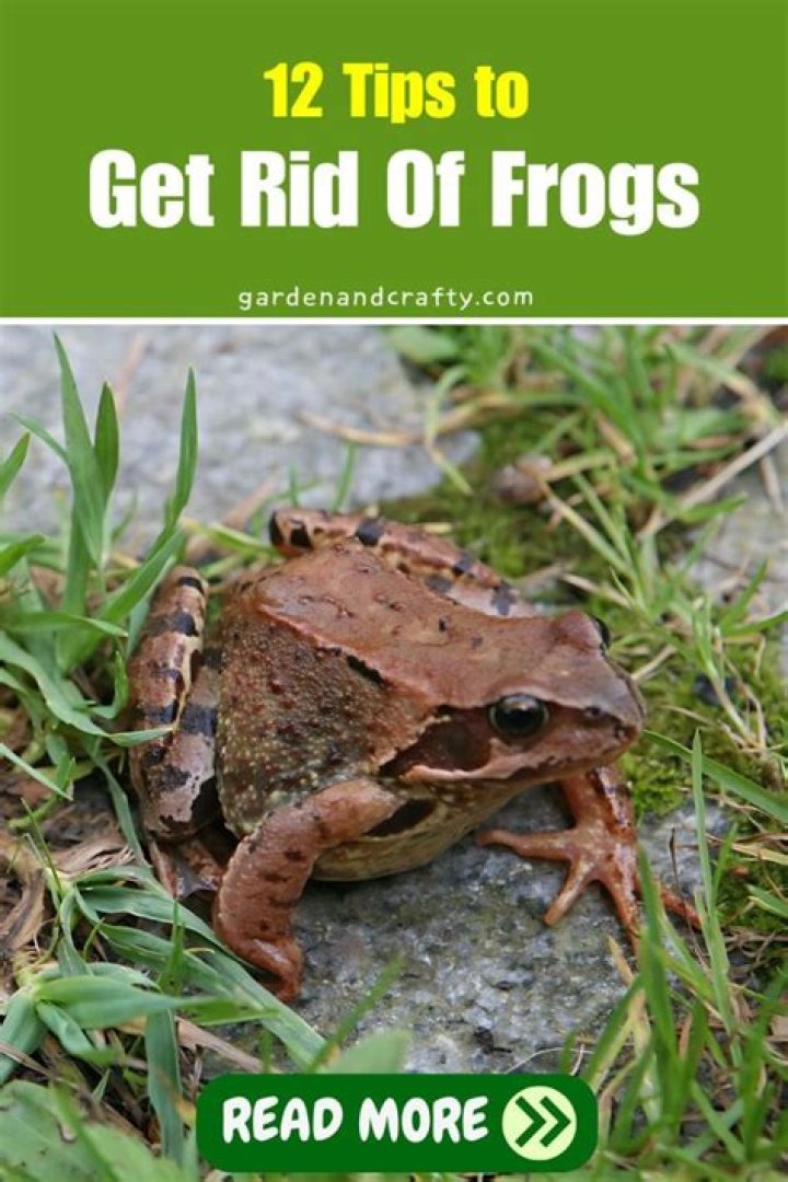 How do you get rid of frogs around your house?