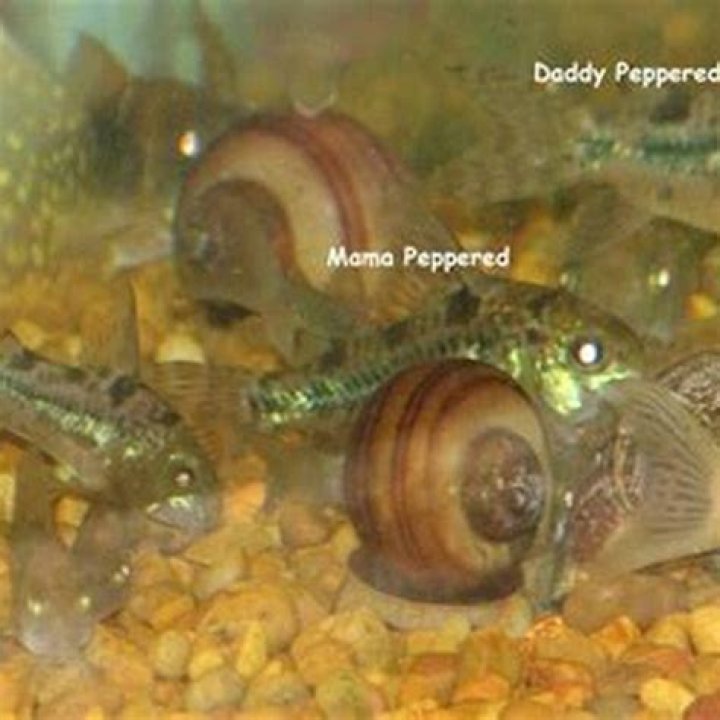 How do you keep fish eggs from getting fungus?