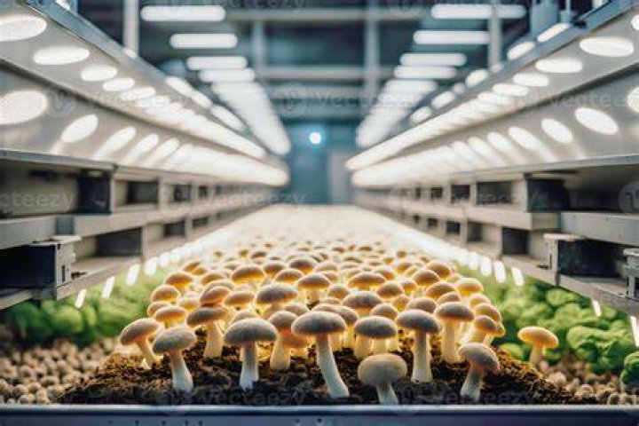 How do you light up a mushroom picture?