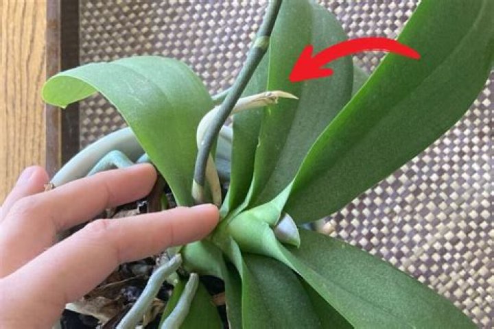 How do you stimulate orchids to bloom?