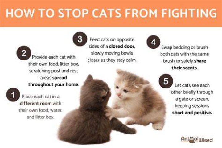How do you stop two stray cats from fighting?