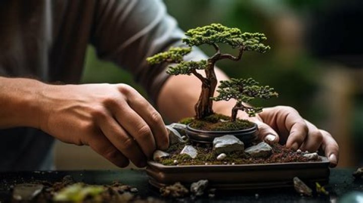 How do you take care of a Himalayan plant?