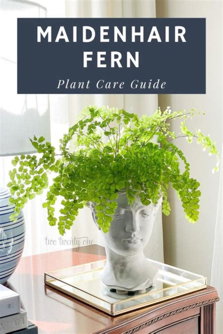How do you take care of a maidenhair fern UK?