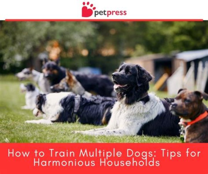 How do you train multiple dogs?