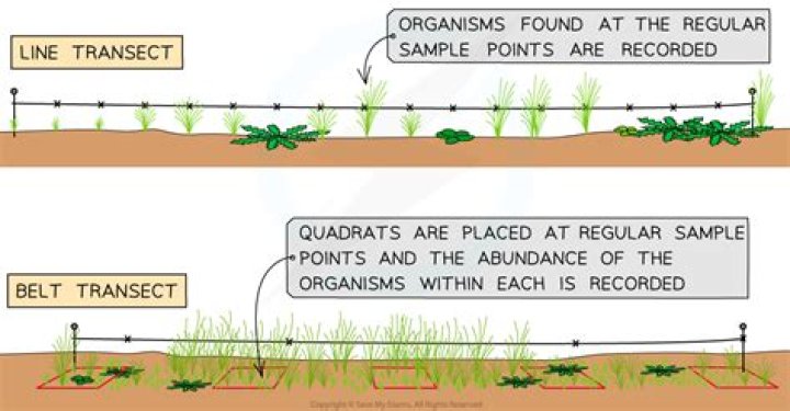 How does a belt transect differ from a line transect?