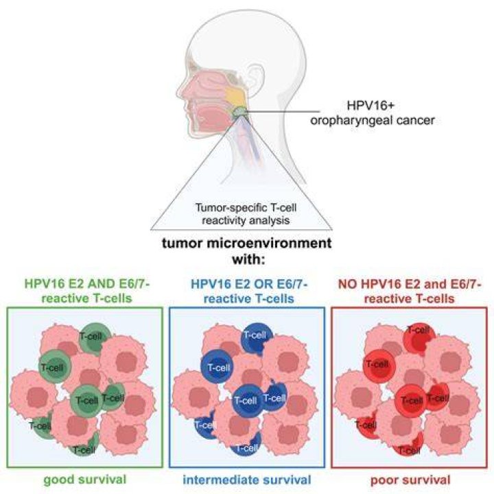 How does E6 and E7 cause cancer?