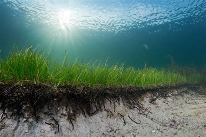 How does eelgrass adapt to its environment?