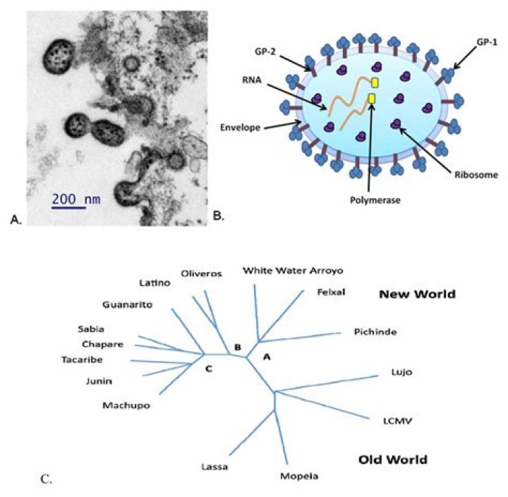 How does Junin virus spread?