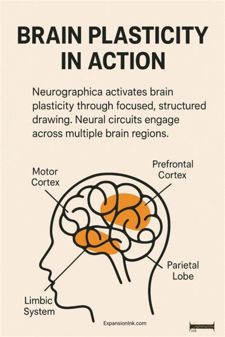 How does neural plasticity impact processing in the brain?