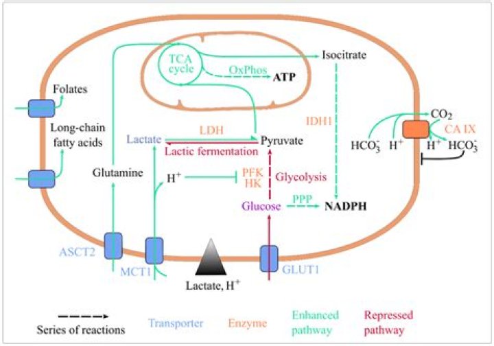 How does phenformin cause lactic acidosis?