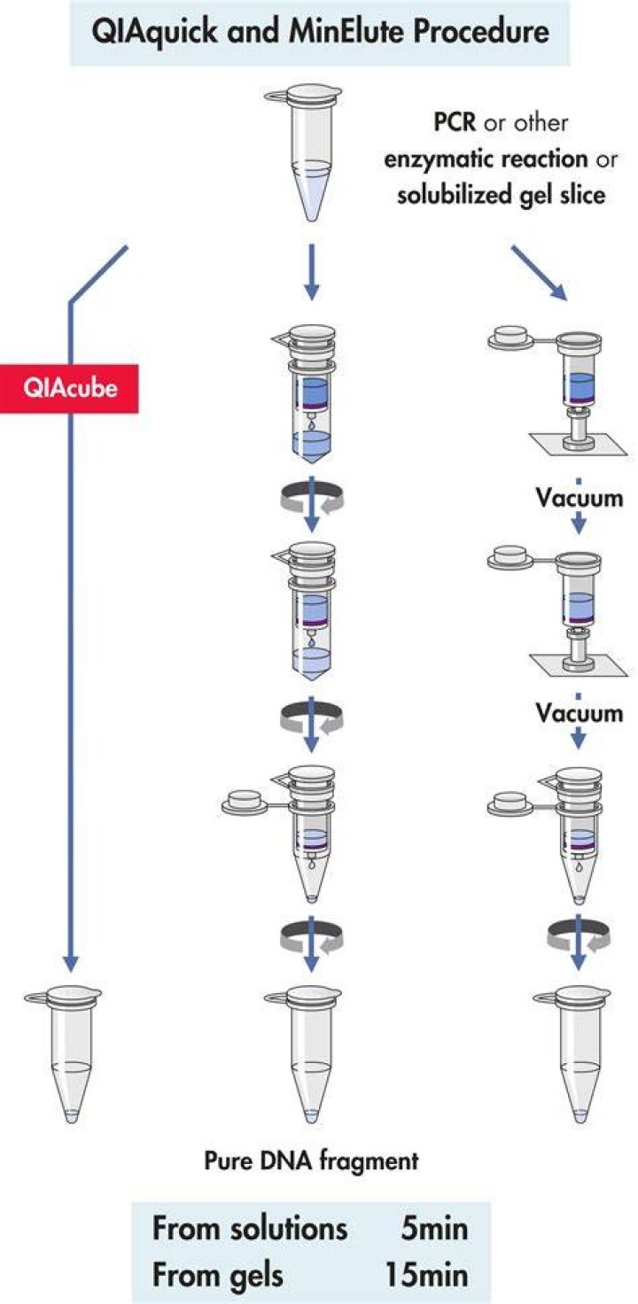 How does Qiagen extraction work?