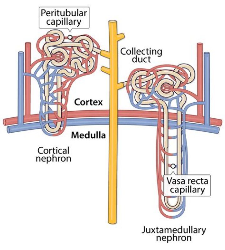 How does vasa recta differ from peritubular capillaries?