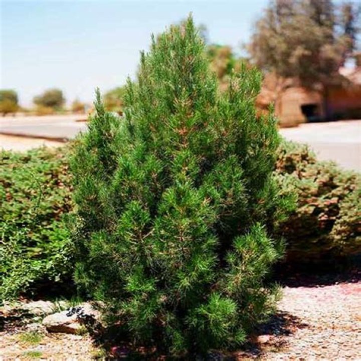 How fast do Eldarica pines grow?