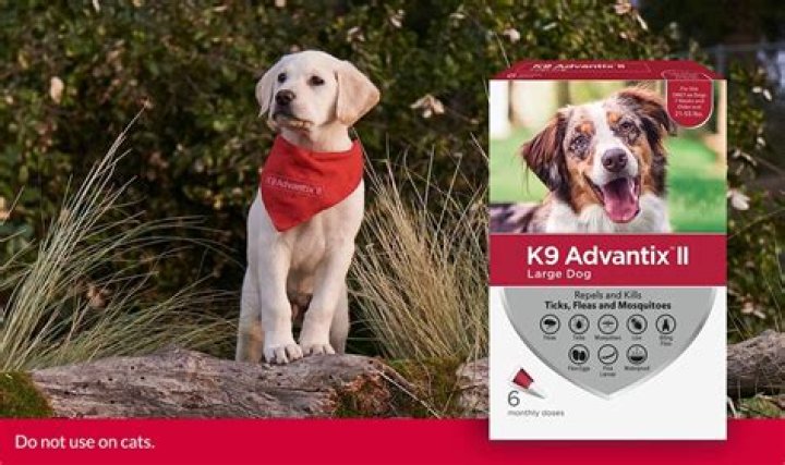 How long after applying Advantix can I touch my dog?