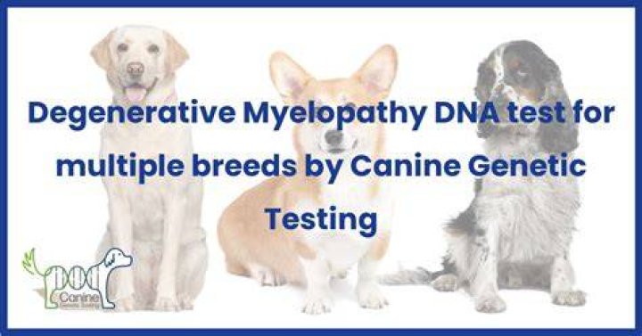 How long can a dog live with canine degenerative myelopathy?