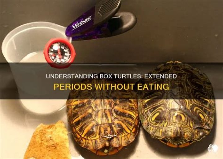 How long can a three toed box turtle go without eating?