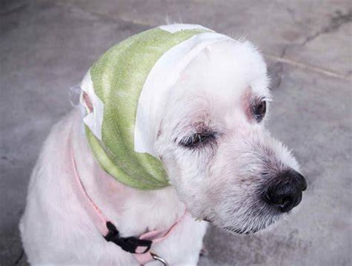 How long does it take for a dog to recover from ear hematoma surgery?