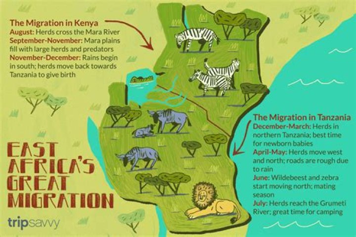 How long is the Great Migration Africa?