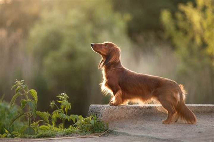 How much does a Dachshund cost in California?