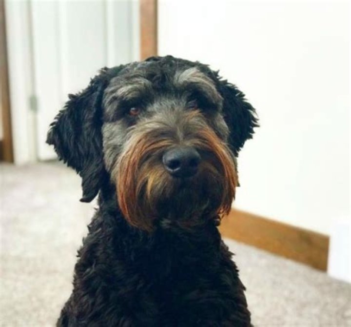 How much does a Giant Schnoodle cost?