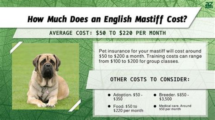How much does a red Mastiff cost?