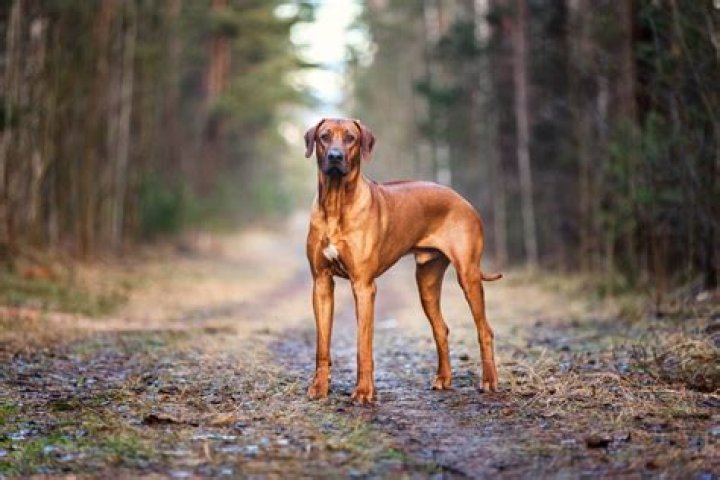 How much does a Rhodesian Ridgeback cost?