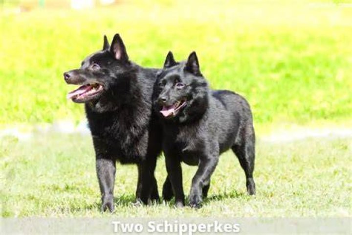 How much does a schipperke dog cost?