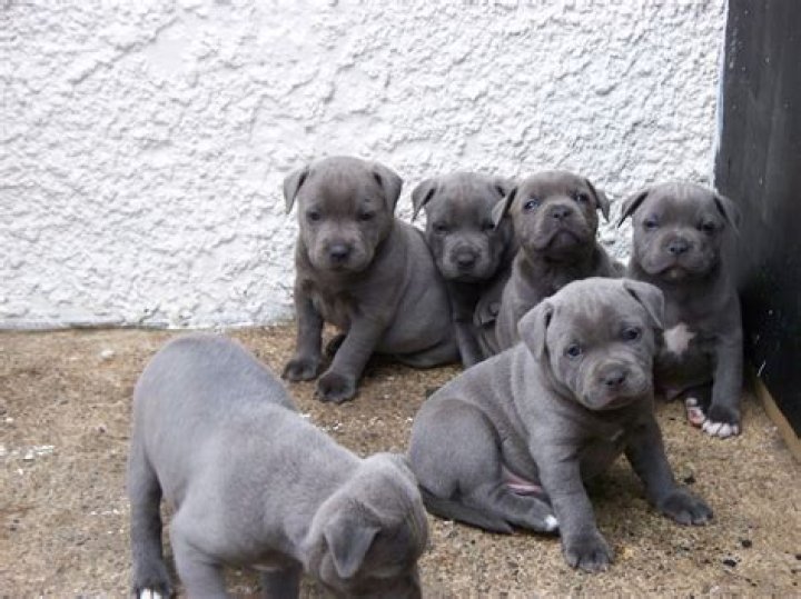 How much does a Staffordshire Bull Terrier puppy cost?