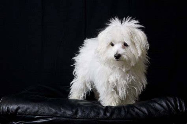 How much does a teacup Maltese cost?